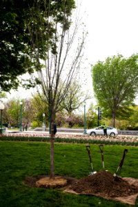 Fulbright Program Commemorative Tree Planting Ceremony (25977211904)