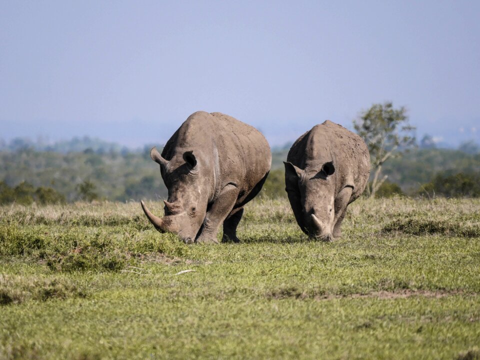 Savannah white rhino rhinoceros photo