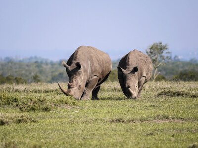 Savannah white rhino rhinoceros