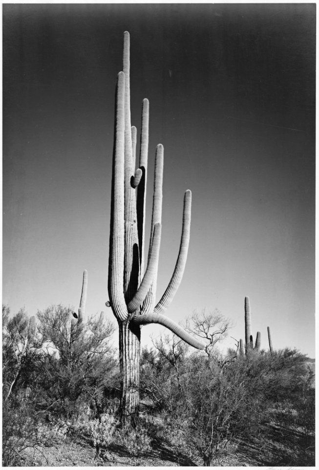 Full view of cactus and surrounding shrubs, In Saguaro National Monument, Arizona. (Vertical Orientation), 1933 - 1942 - NARA - 519972