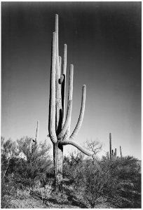 Full view of cactus and surrounding shrubs, In Saguaro National Monument, Arizona. (Vertical Orientation), 1933 - 1942 - NARA - 519972