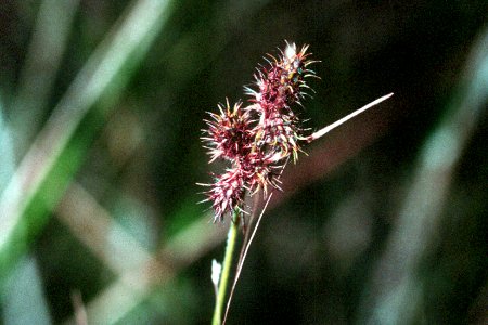 Fuirena squarrosa NRCS-1