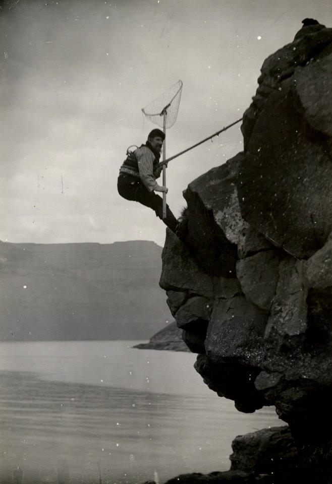 Fuglemand på fjeldside i Færøerne (DNT-118264)