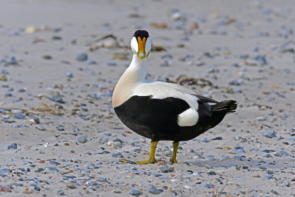 Duck north sea helgoland