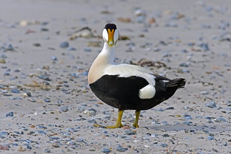 Duck north sea helgoland