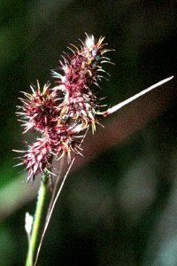 Fuirena squarrosa NRCS-1 (2x3)