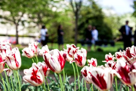 Fulbright Program Commemorative Tree Planting Ceremony (25977099734)
