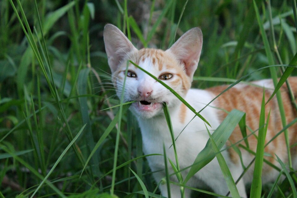 Nature grass little
