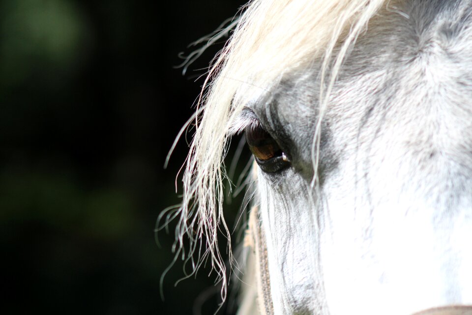 Animal eyelash moons
