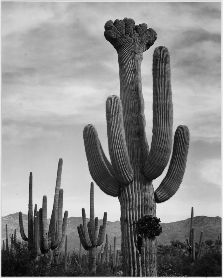 Full view of cactus with others surrounding, Saguaros, Saguaro National Monument, Arizona. (Vertical Orientation), 193 - NARA - 519973