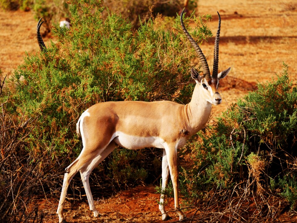 Survived antelope gazelle