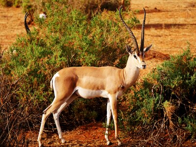 Survived antelope gazelle