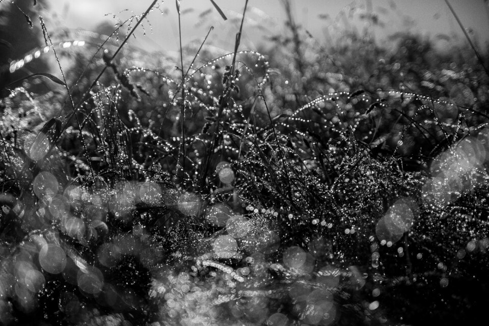 Bokeh blur wet