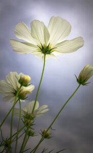 Plants nature green