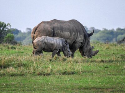 Savannah white rhino rhinoceros photo