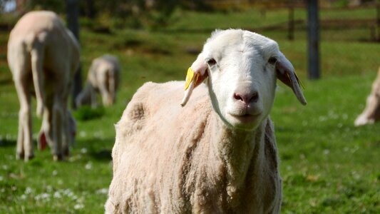 The animal on the pasture farm animal labeled animal photo