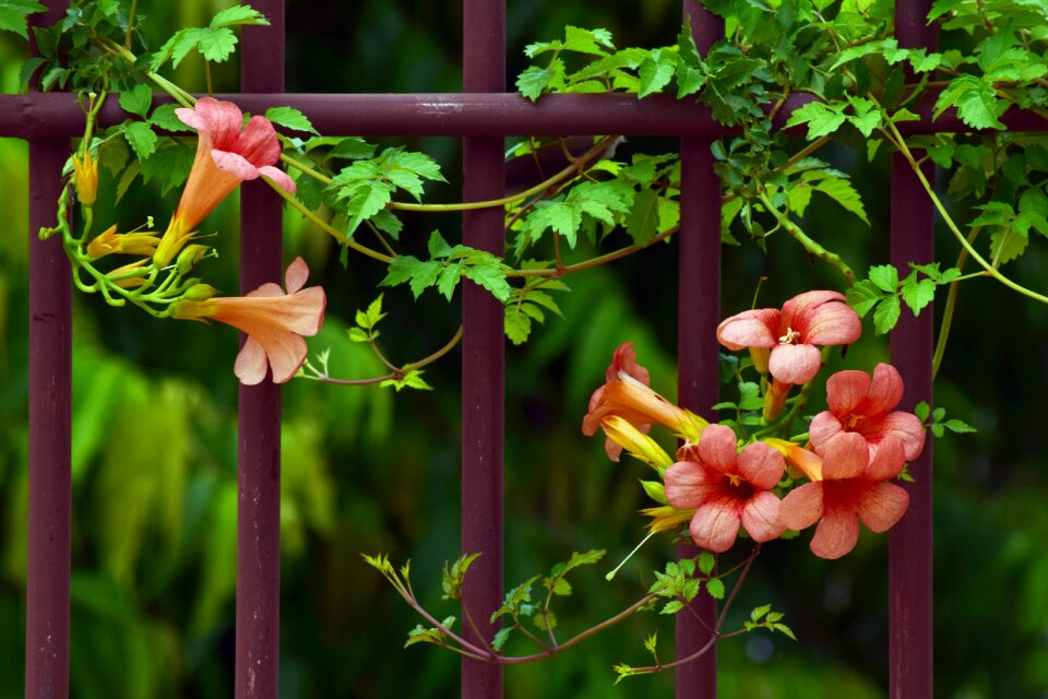 Flora outdoors trumpet