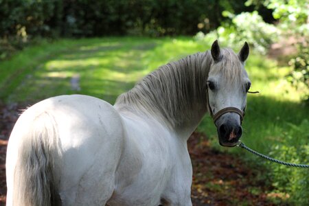 Animal horses whey