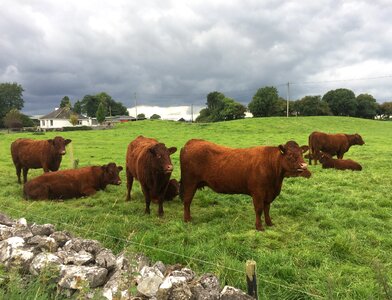 Cows grazing land