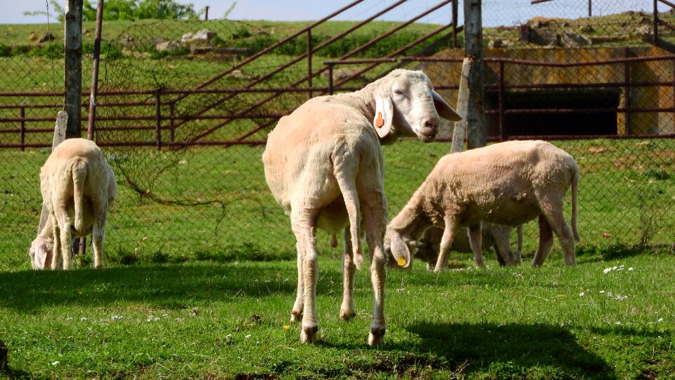 Grazing sheep the animal on the pasture farm animal photo