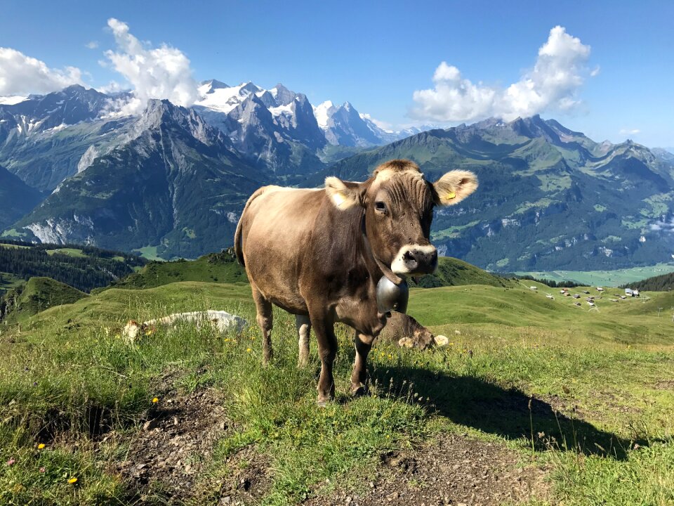 Pasture switzerland hasliberg