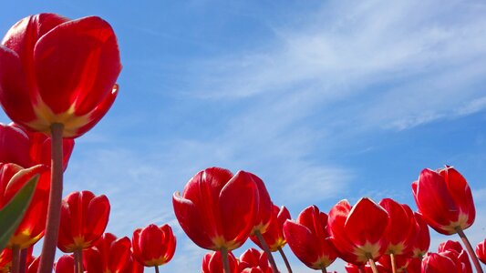 Tulip netherlands nature