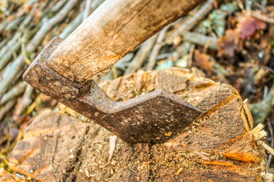 Cut timber lumberjack photo