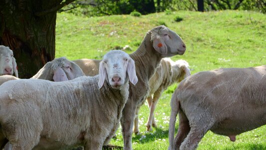 The animal on the pasture farm animal a flock of sheep