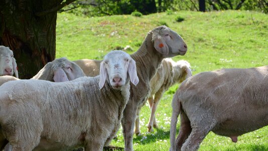 The animal on the pasture farm animal a flock of sheep photo