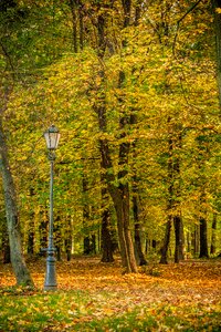 Trees plant nature photo