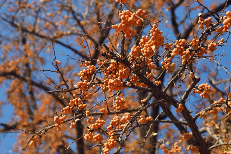 Autumn ginkgo beijing