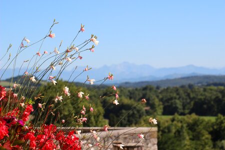 Mountain pyrénées nature