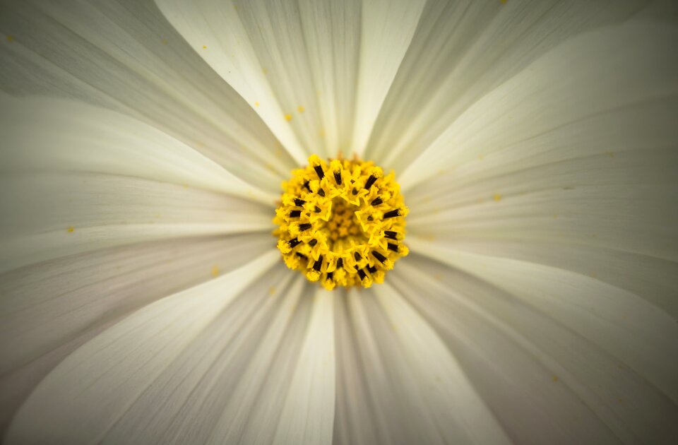 Plants nature white