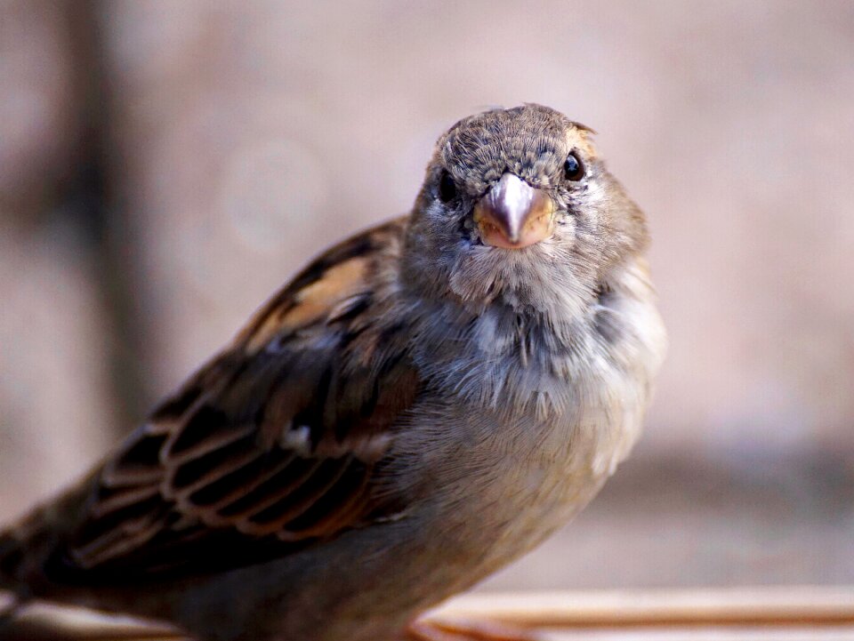 Animal sperling feather