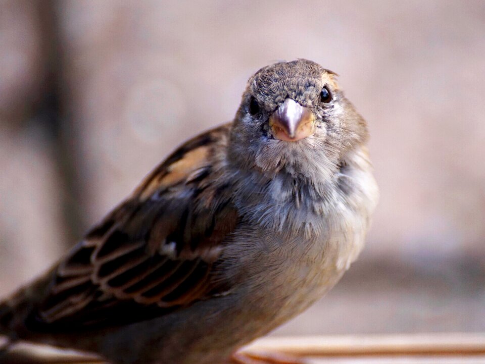 Animal sperling feather photo