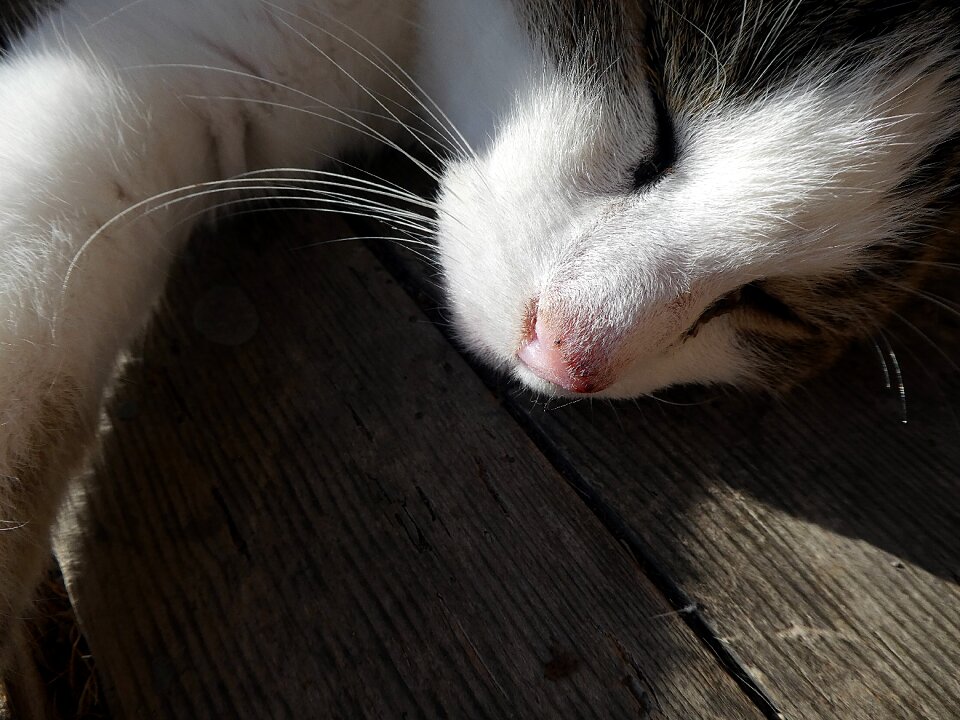 Cat sleep Free photos