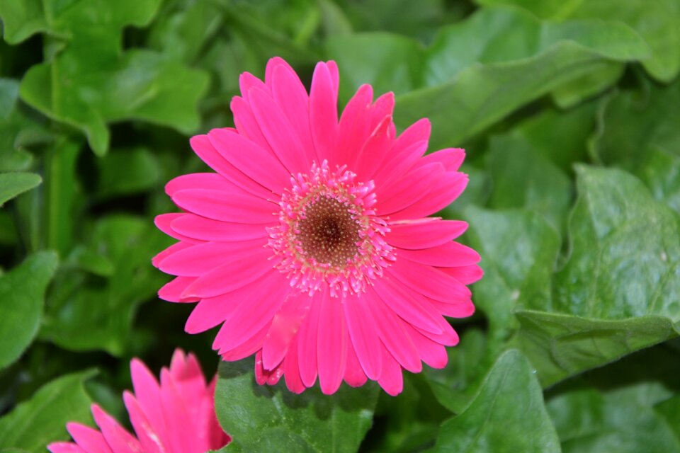 Massi plant foliage