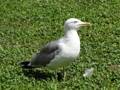 Outdoors animalia environment