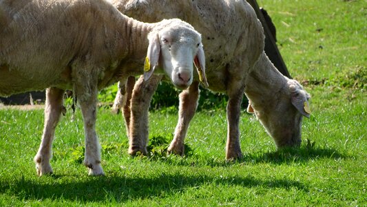 Sheep the animal on the pasture farm animal