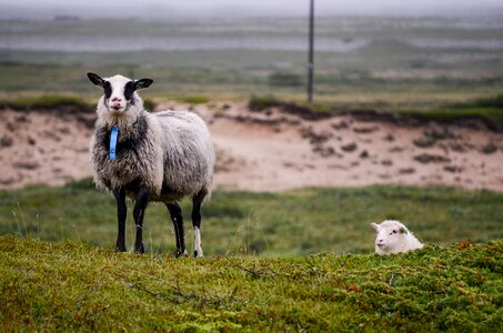 Animal countryside pasture photo