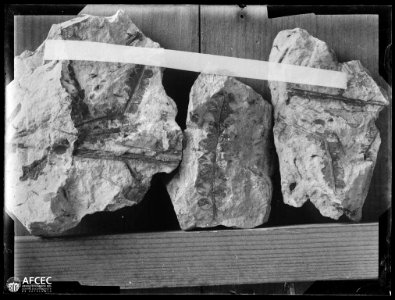 Fòssils vegetals en unes roques (AFCEC VIDAL C 2163)