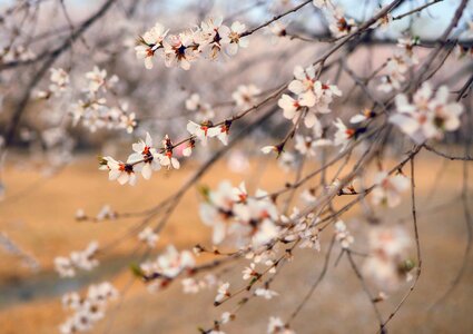 Peach blossom flowers park