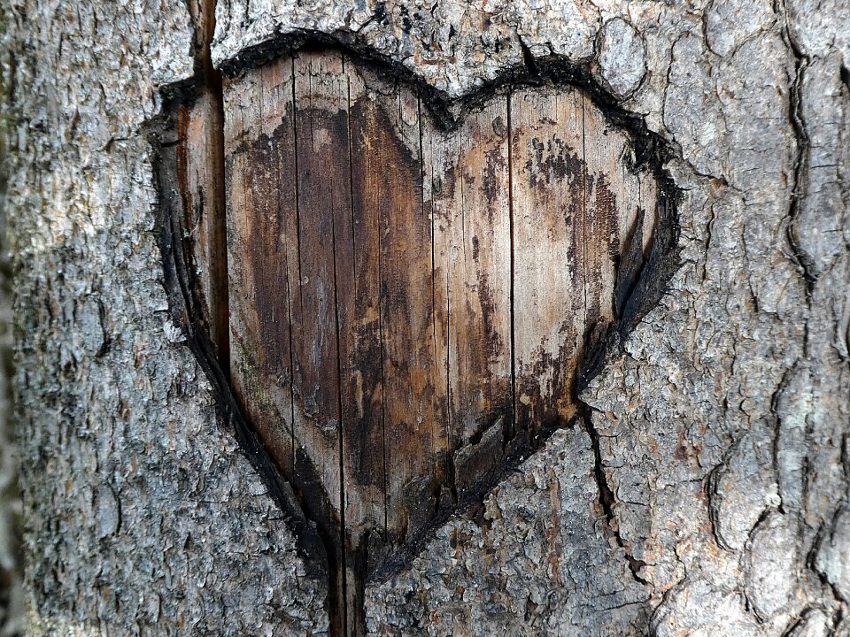 Love romance tree bark