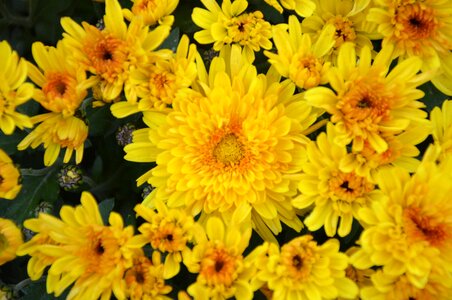 Massive pot offer petals