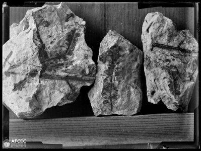 Fòssils vegetals en unes roques (AFCEC VIDAL C 2165)