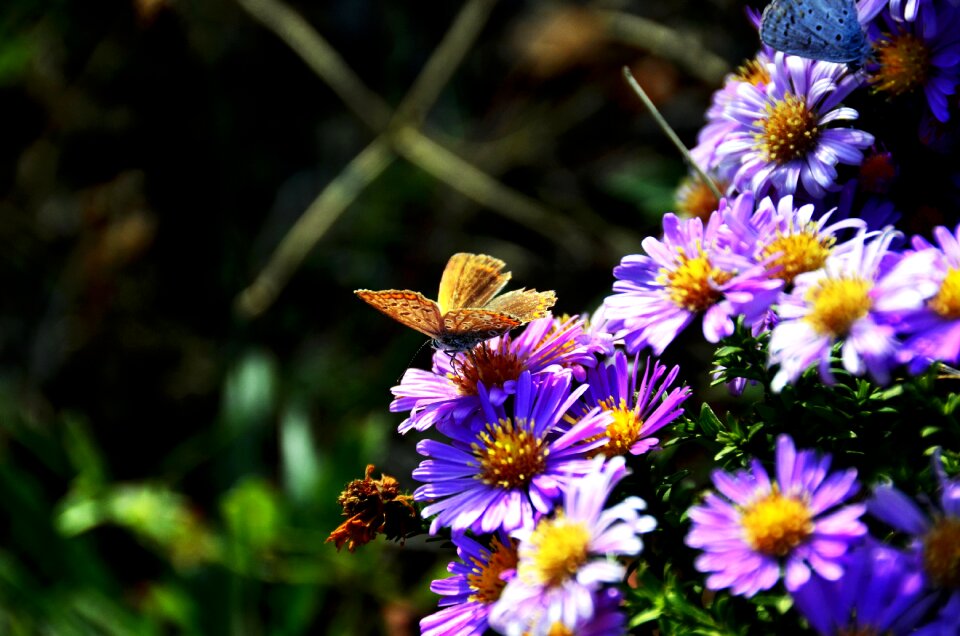 Plant summer petals photo