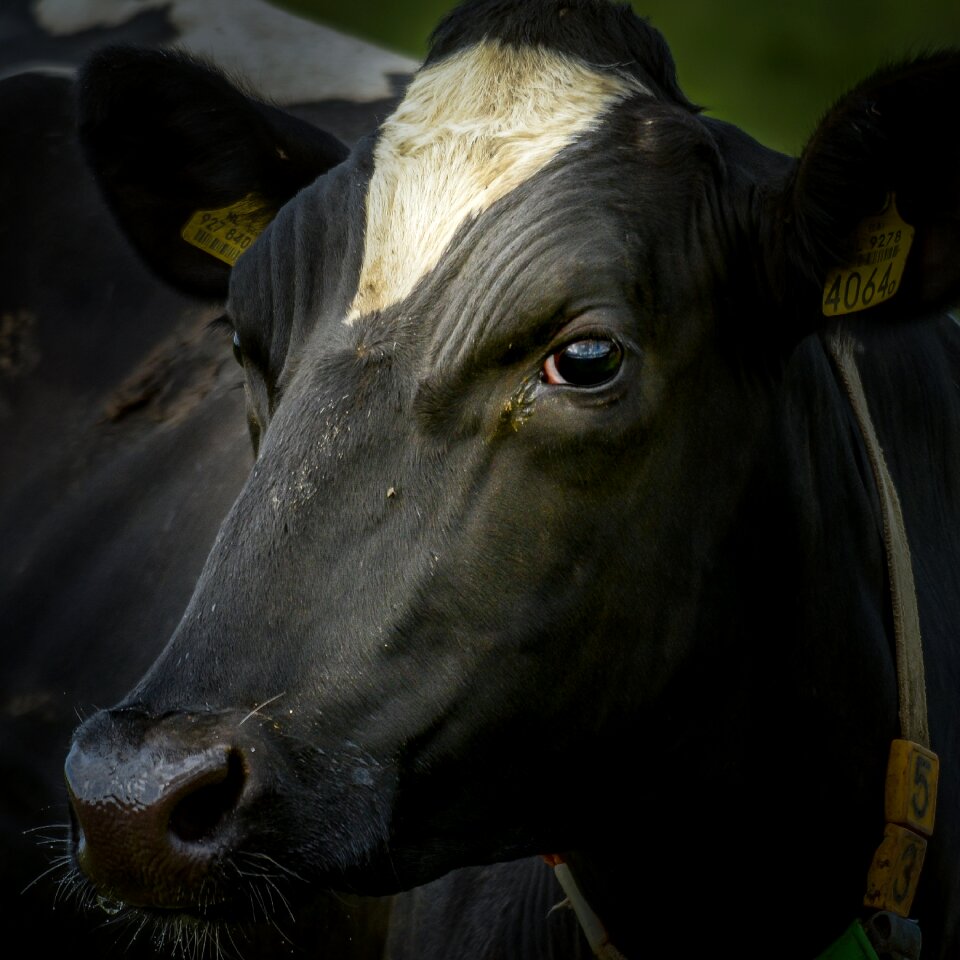 Bovine cattle livestock