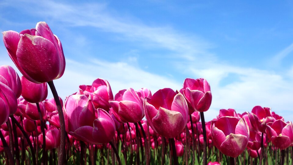 Tulip netherlands nature photo