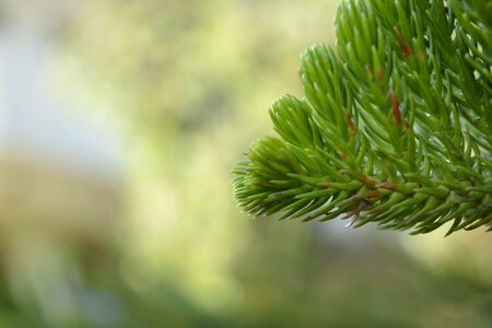 Leaf tree flora photo