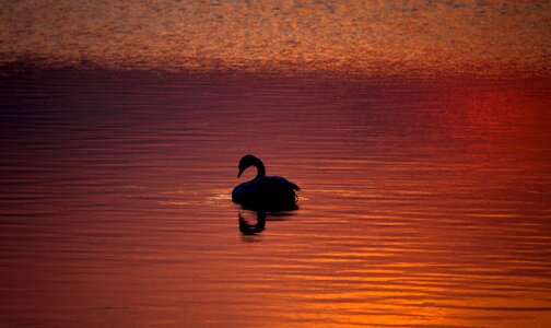 Animal duck sunset photo
